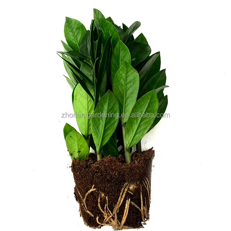 
2021 Hot selling Zamioculcas Zamiifolia, Money Trees,ZZ Plants 