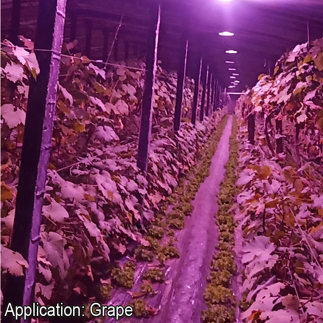 Greenhouse planting Grapes Growing  50W Red Blue Light Photosynthesis Waterproof Aluminium UFO LED Grow Light  Flowers  Fruit