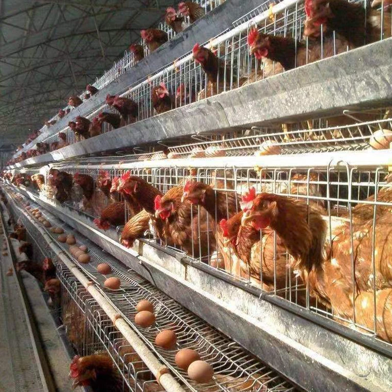 Factory wholesale chicken coops for sale chicken coop house large wood hen cage house chicken coop