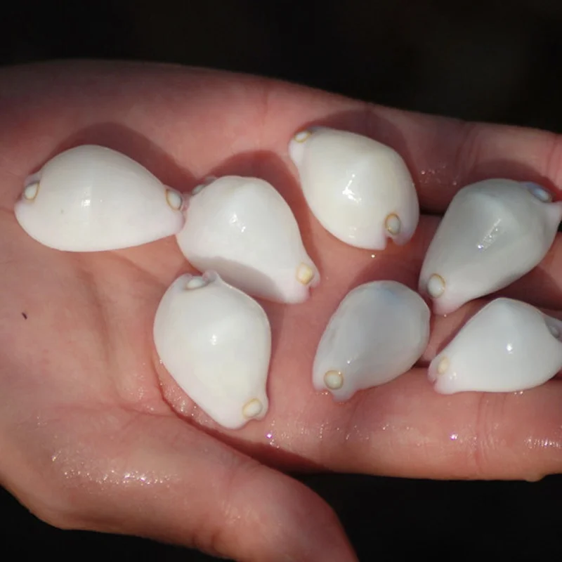 2.5cm Natural White Jade Rabbit Snail White Conch for Diy Treasures Rare Shell Collection Gift