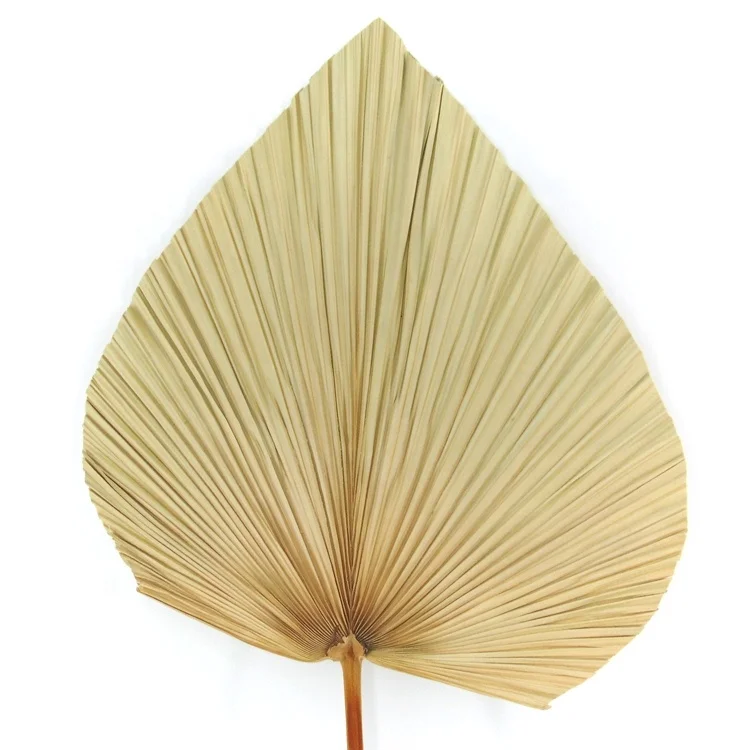 Custom color dry palm leaves candle dry flower dried perilla leaves leaf drying machine poufs