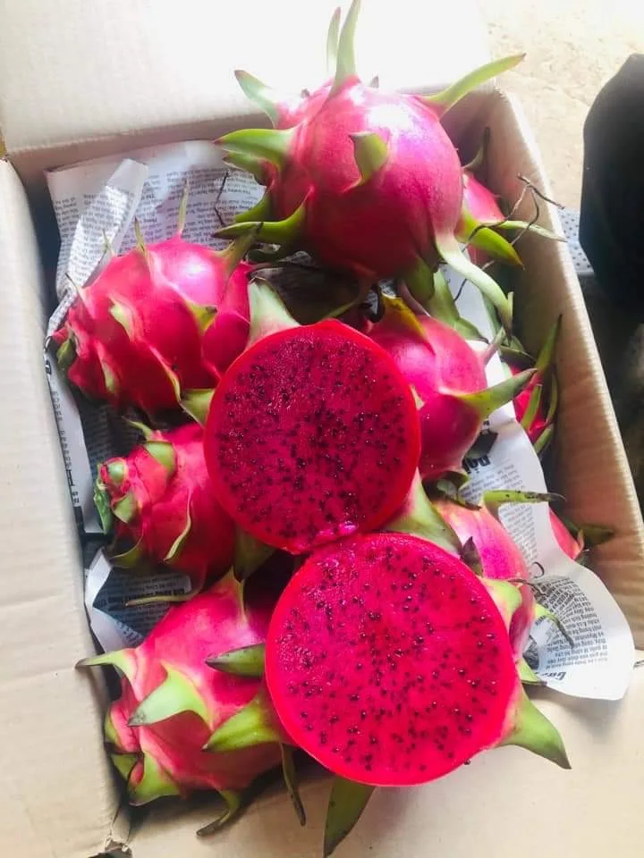Fresh Red Dragon Fruit Cheap Price Low MOQ Hot Selling From Vietnam High Quality Brand Manufacturer Supplier For Export