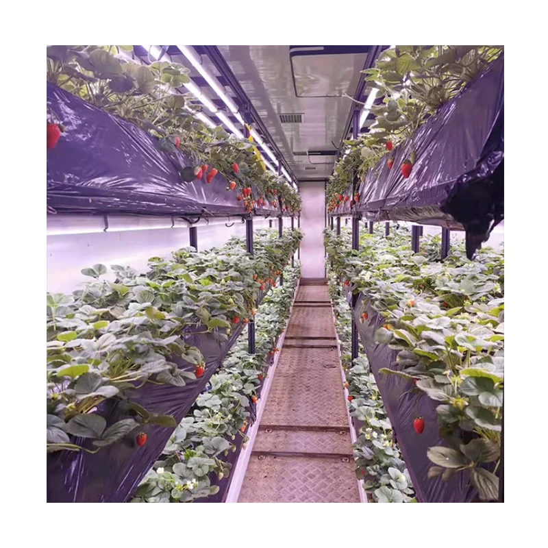 Vertical farming hydroponics farm grow strawberry room shipping container farm greenhouse