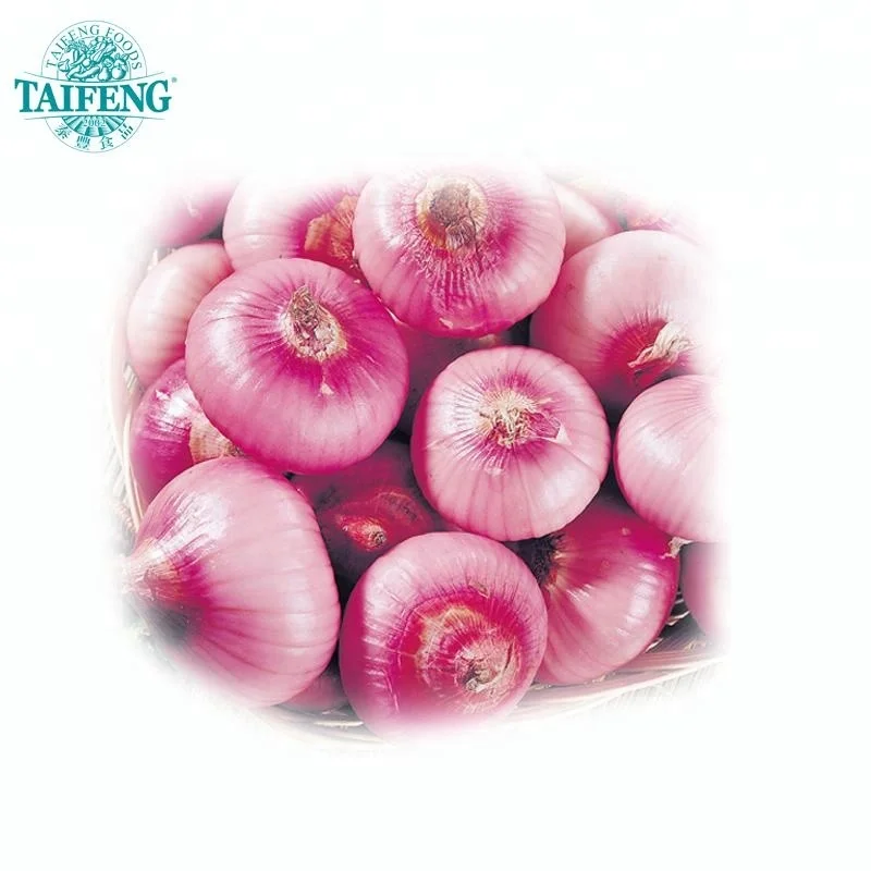 China fresh exporters prices ton red onion for onion importers wholesale