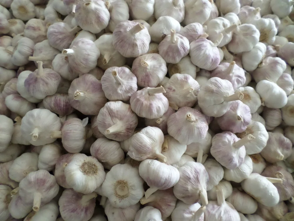 Big Garlic honan Agriculture seed companies onion and garlic storage santol