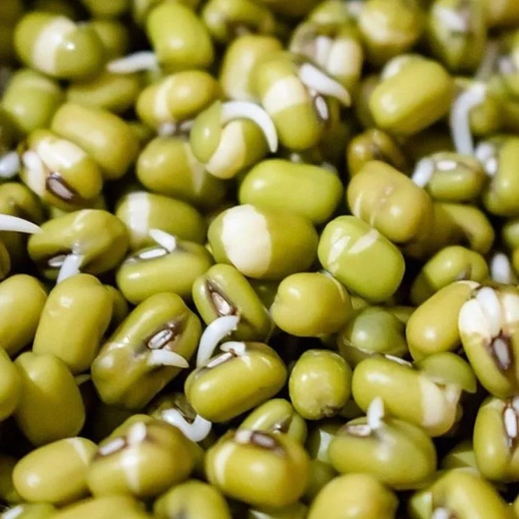 
High Quality split green mung bean 