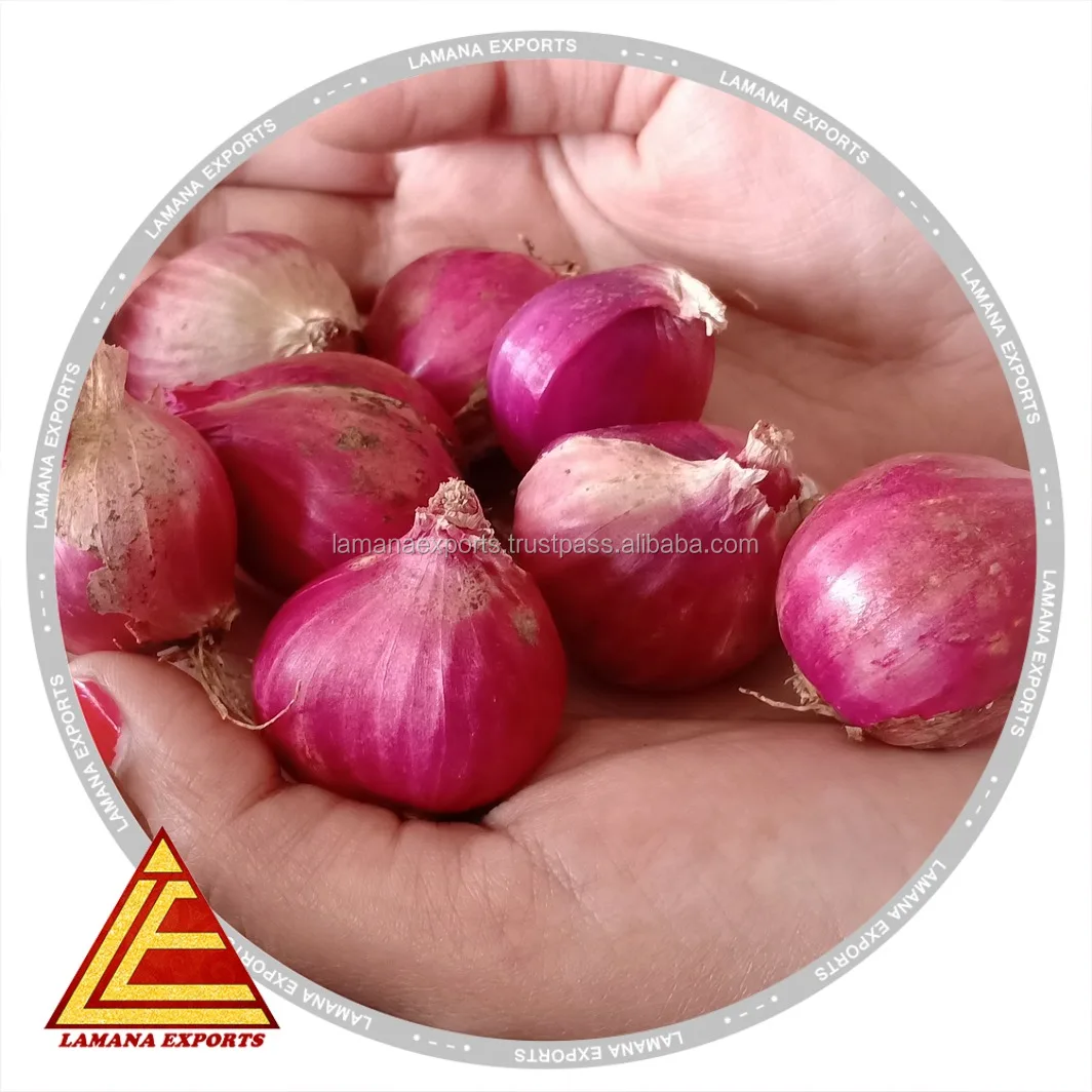 PODISU JANDA SHALLOT 27MM ABOVE