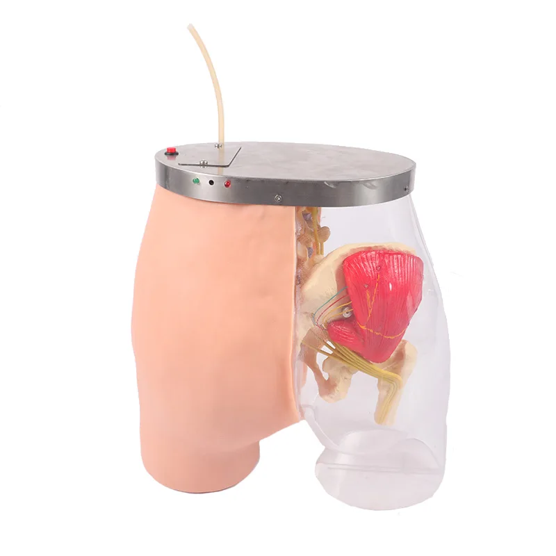 Advanced Nursing Hip Muscle Injection Buttock Transparent Model For Medical training
