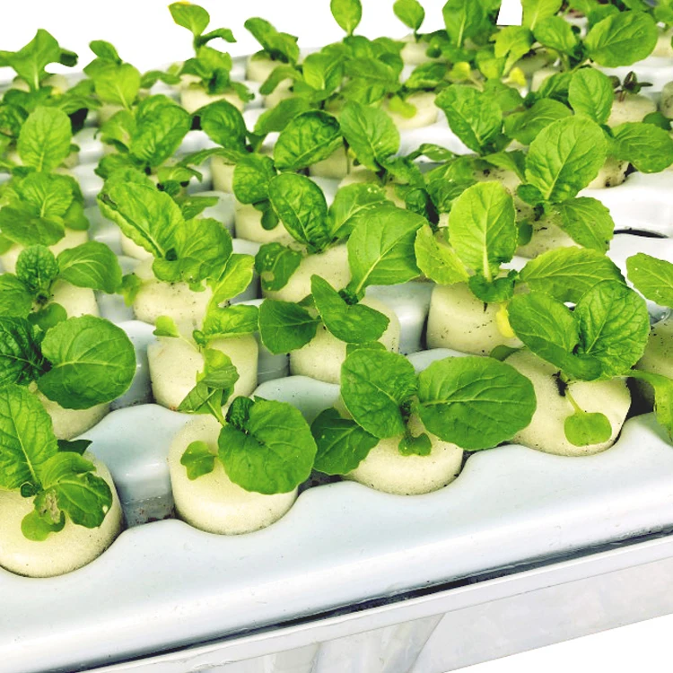  Cloning System Seed Germination 80 Cell Clone Plant Growing