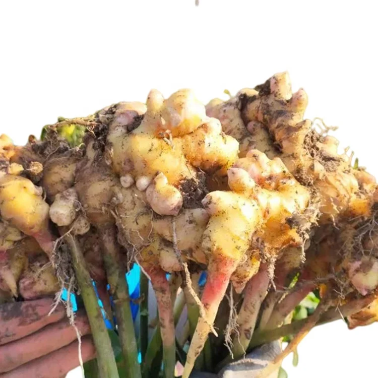 Wholesale Market Price Wild Agriculture Natural Organic Fresh Ginger