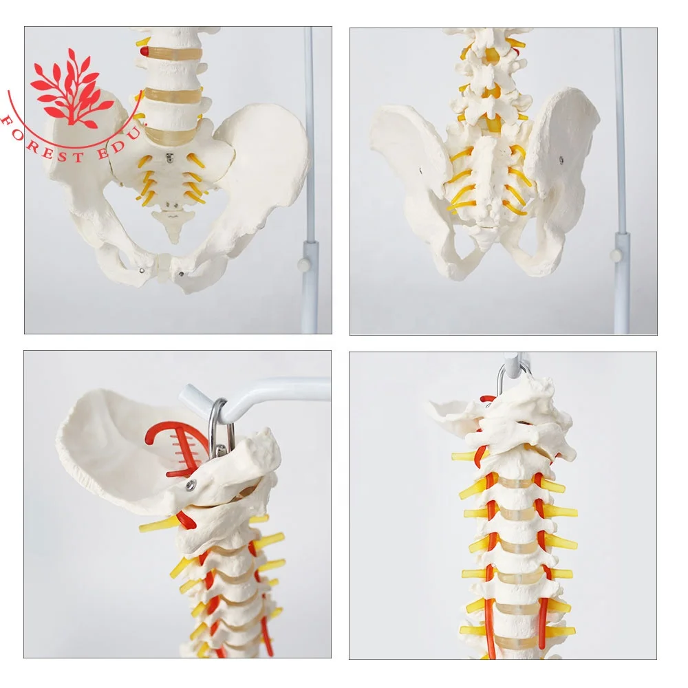  Анатомическая модель позвоночника тазовых затылка спрей висит стенд Orthopedist обучающий инструмент 33 штуки кости строка