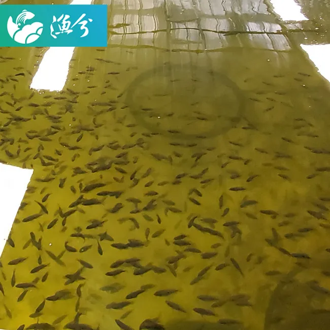 Indoor high-density circulating water fish hatching breeding system / high-efficiency hatching seedling