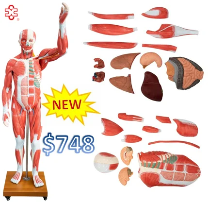 Натуральная модель человеческих мышц (29 частей)