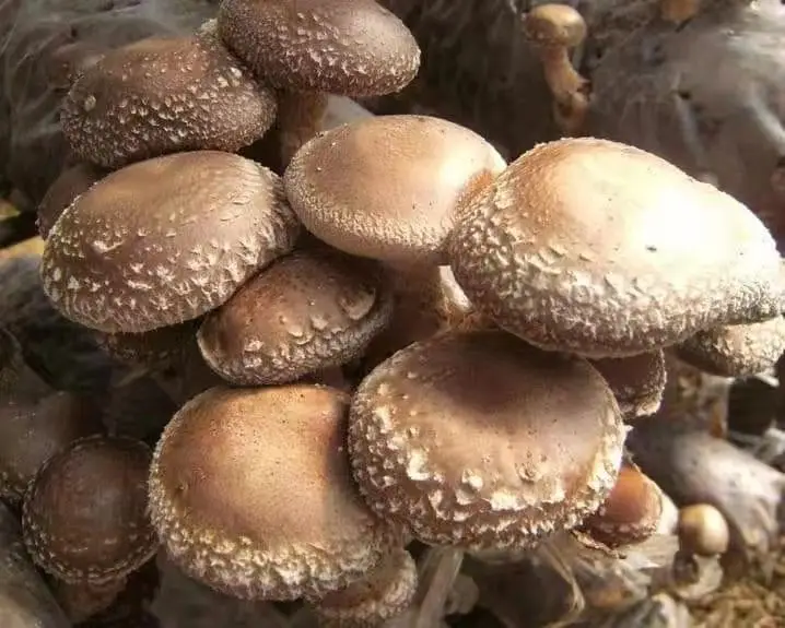 
mushroom spawn 