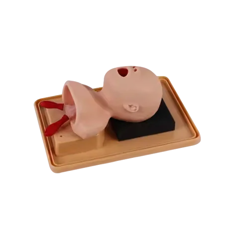 ADA-J2A PVC Anatomical Model Neonate Head for Trachea Intubation Training Nursing and Medical Science Use