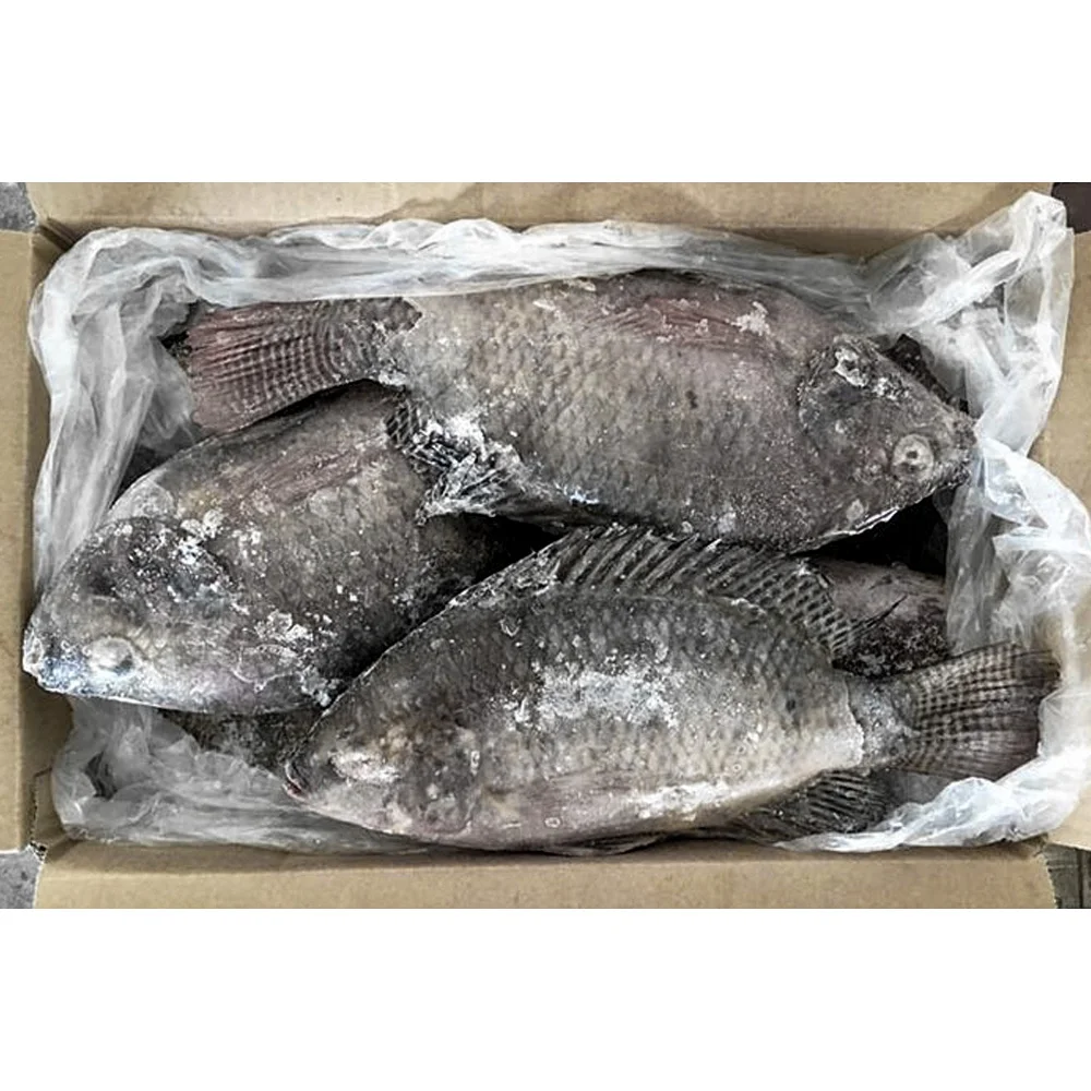 Wholesale price frozen fish tilapia wholesale price per kg frozen black tilapia fish frozen tilapia fish