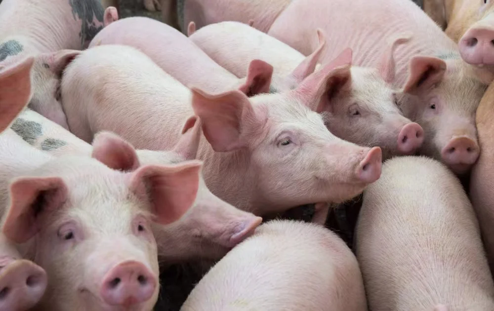 hormone pig for piglet grower premix additives healthy growth fermentation compound feed Clostridium butyricum