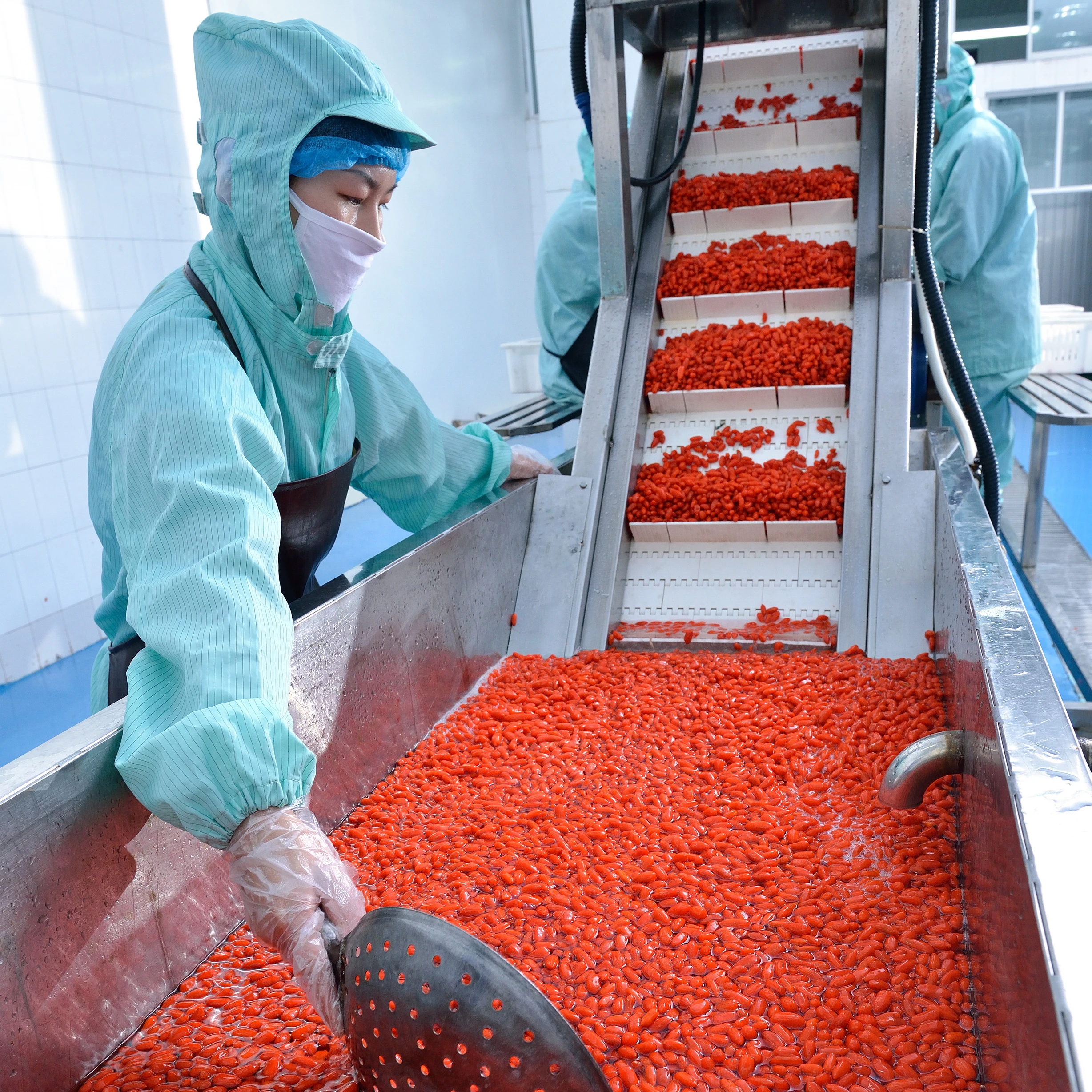Ningxia Organic Goji Berries Freeze Dried Chinese Red Wolfberry Best Quality Goji Berry Freeze Dried Powder Supply dryfruit