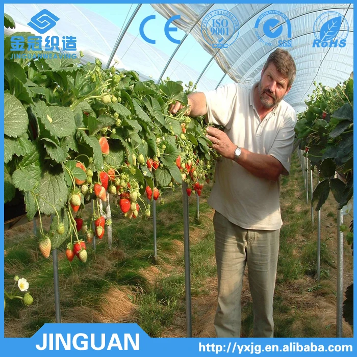 Plastic mulch film in blueberry yard/plastic mesh fabric