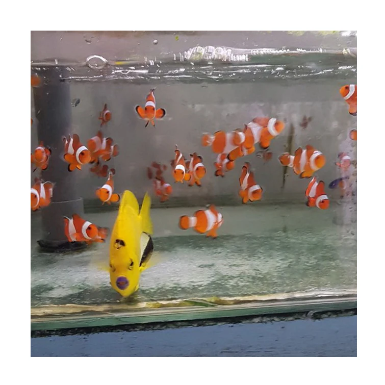 High Quality Varies Colours Live Marine Aquarium Fish For Home Decoration And Hobby