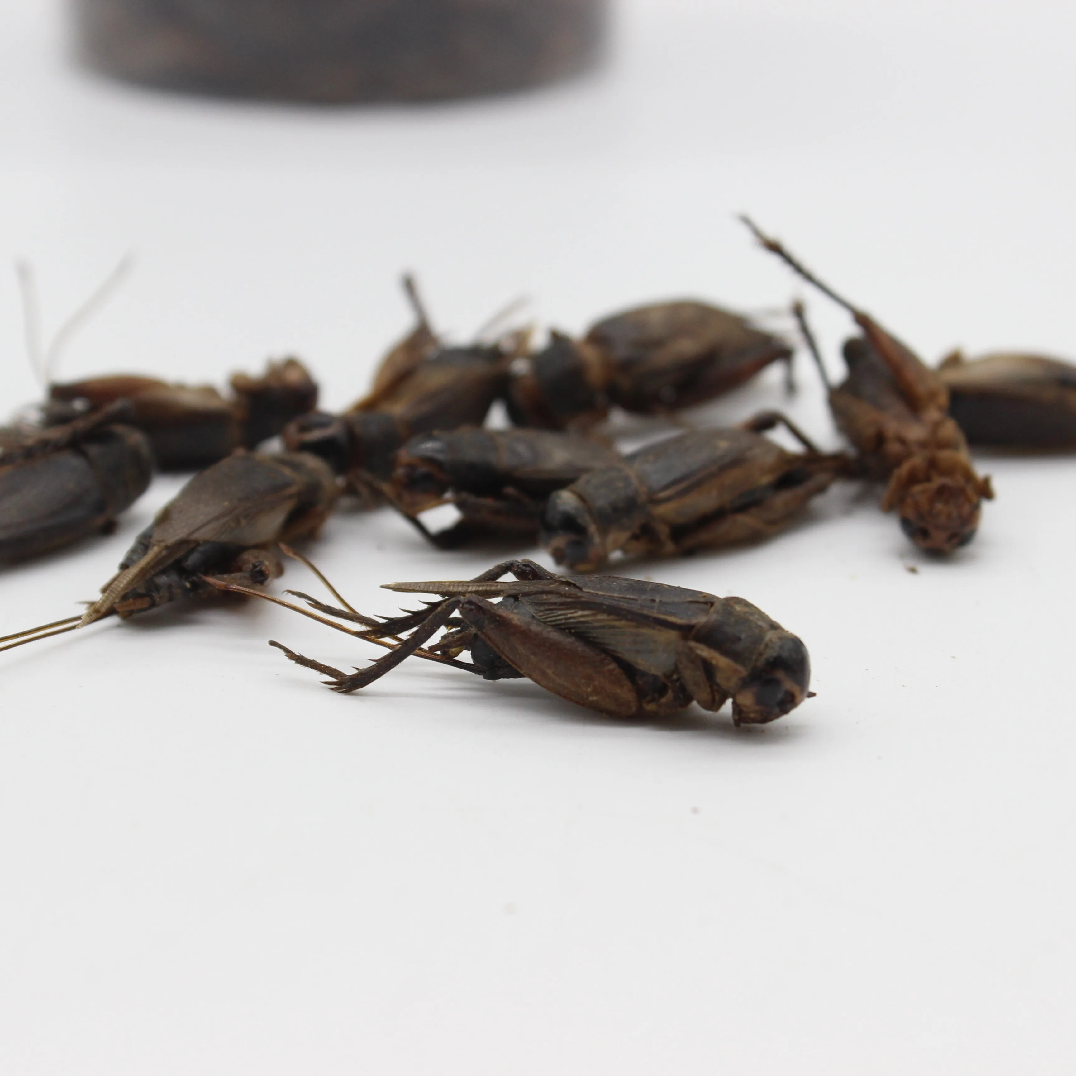 
High protein Dried crickets insects for Pet Food 