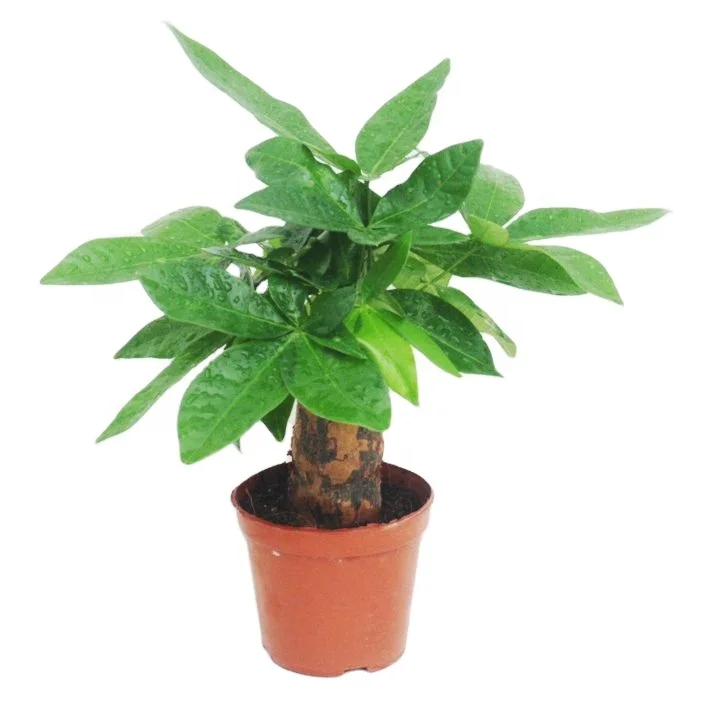 
high quality low price promotion popular Pachira Fortune tree ornamental live real natural plant 