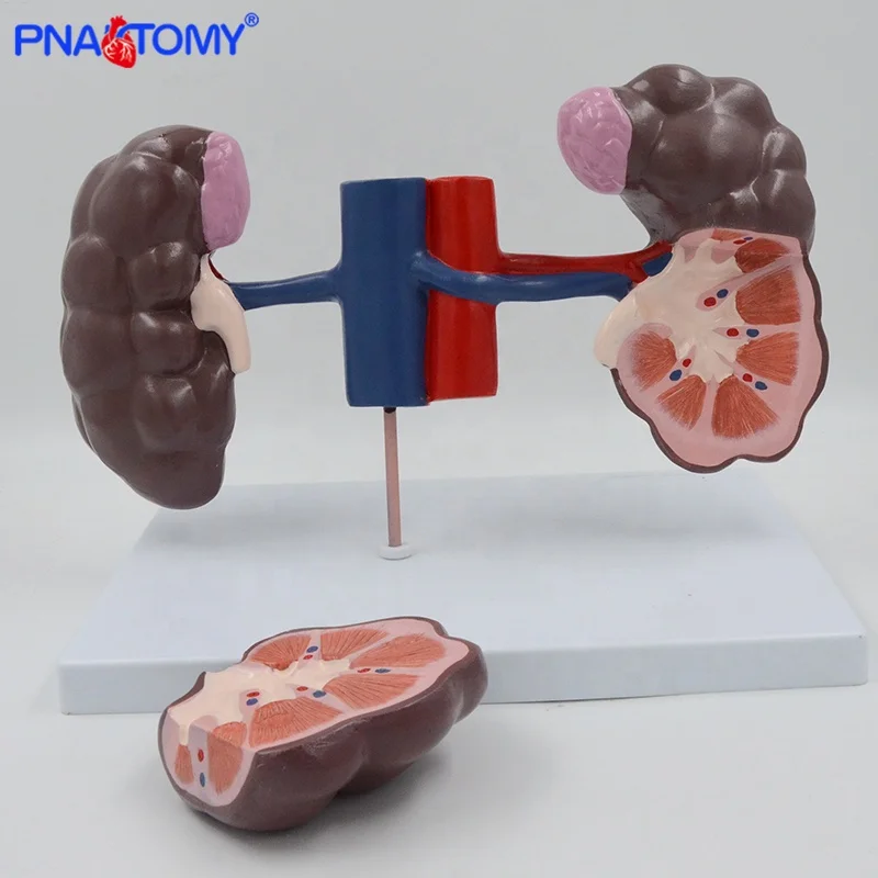 Bovine Kidney Model Anatomy Animal Anatomical Tool Medical Teaching Educational Equipment Cow Cattle Kidney Anatomical