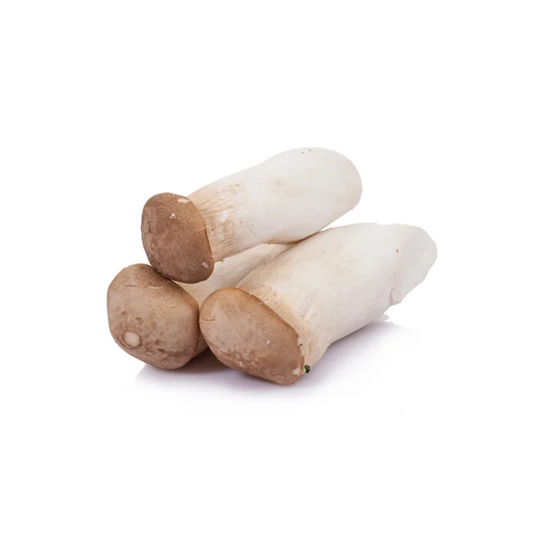 Food grade ISO and HACCP bulk mushroom of king oyster mushroom
