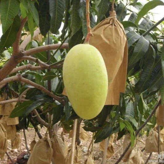 High quality waterproof mango growing protection paper bag