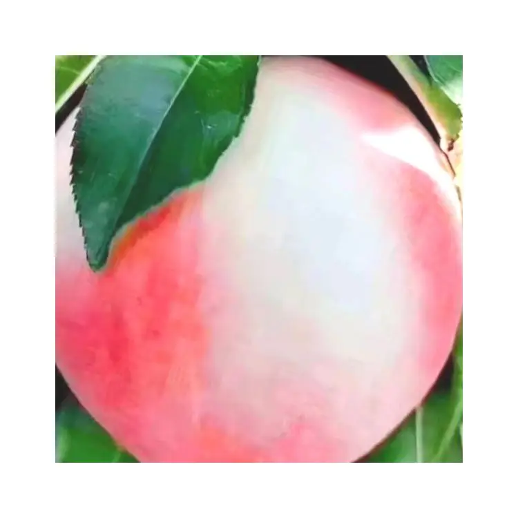 Прямая поставка с завода, дешевая цена на свежий мед Пекин № 7, свежий персик