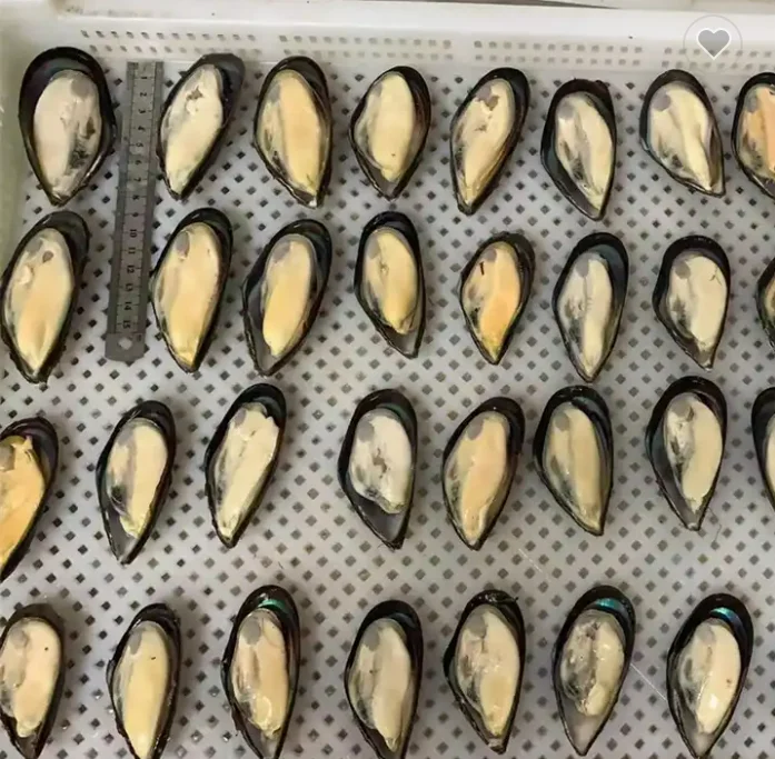 Good Quality Hot Sale Frozen Half Shell Green Mussel