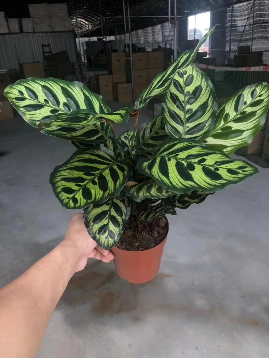  Оптовая продажа растения с калатеями Aglaonema живые комнатный бонсай деревянные