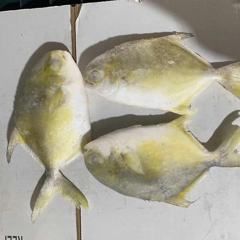 raw golden pomfret pompano export 400 to 600g