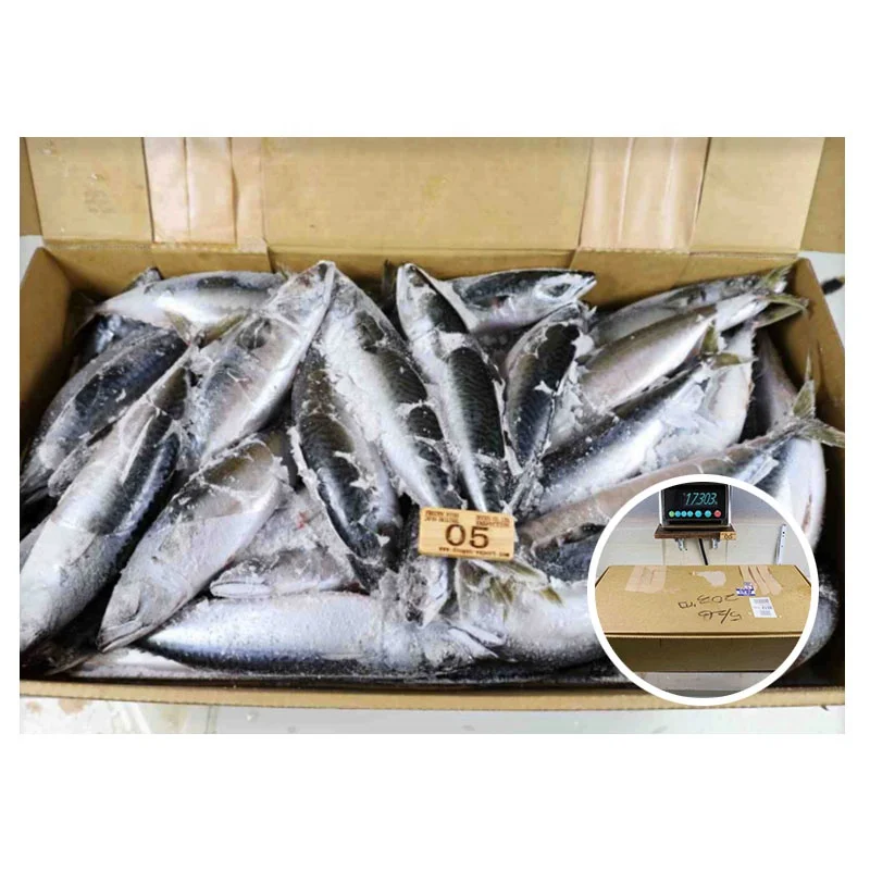 Good Sale Japan Origin 15kg Carton Frozen Atlantic 200-400g Frozen Pacific Mackerel