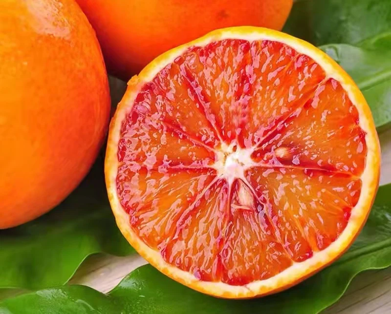 Fresh Red and Blood Orange Available for Export High Quality Organic Blood Orange Red Citrus Orange