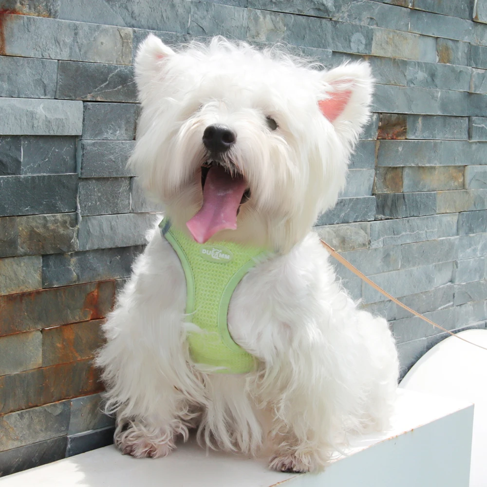Wholesale Waffle Fabric Luxury Lovely Breathable Chest Harness Set for Small Dog
