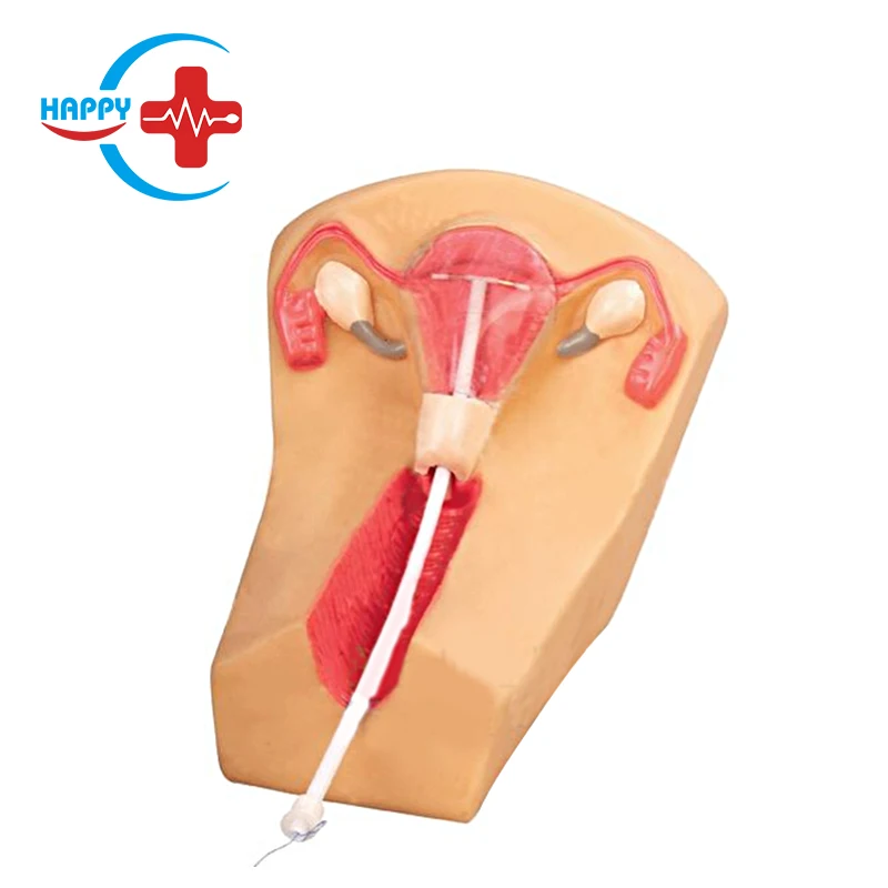 HC-S317 Advanced female intrauterine device Intrauterine contraceptive teaching model