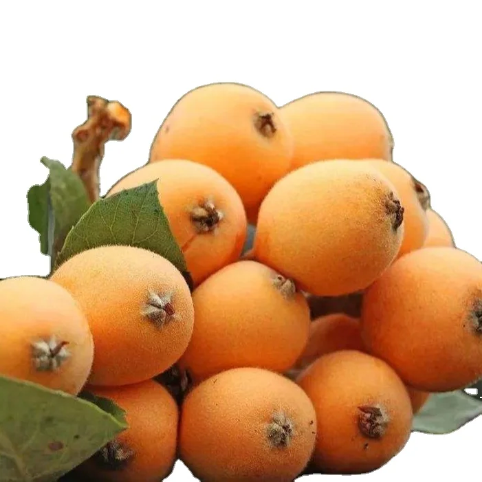 Chinese Special Fruits Canned Loquat Whole In Light/Heavy Syrup