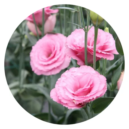 2020 Высокое качество 1000 семян семена глубокой розы красный лисиантус садовый завод прерий джентянь семена цветов