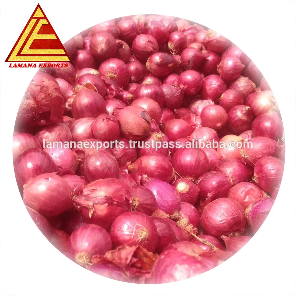 Fresh Indian Big Onion for Thailand 45mm up above Premium Quality