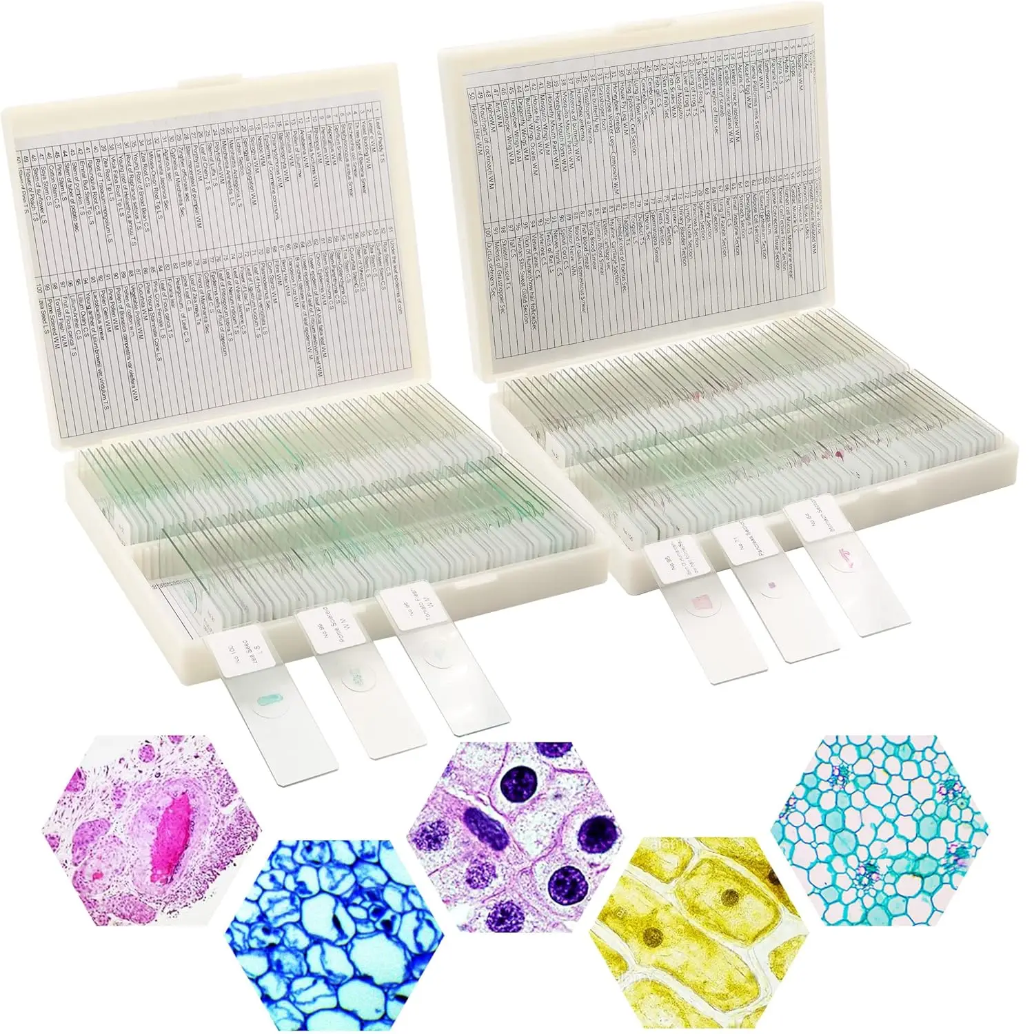 Microscope Slides with Specimens and Kids Adults Prepared Microscope Slides Set for Biological Science Education