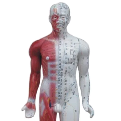 ADA Medical science Deluxe Acupuncture Model 84CM and Acupuncture Model 178CM for Disease Demonstration Medical Teaching Tool