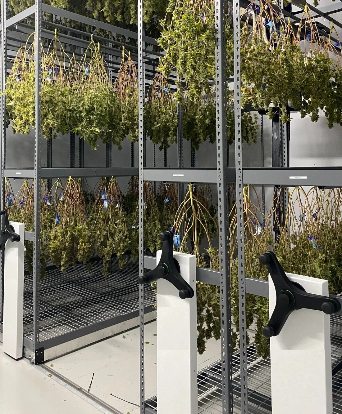 Microgreen system inside container indoors seed growing fruits and vegetables