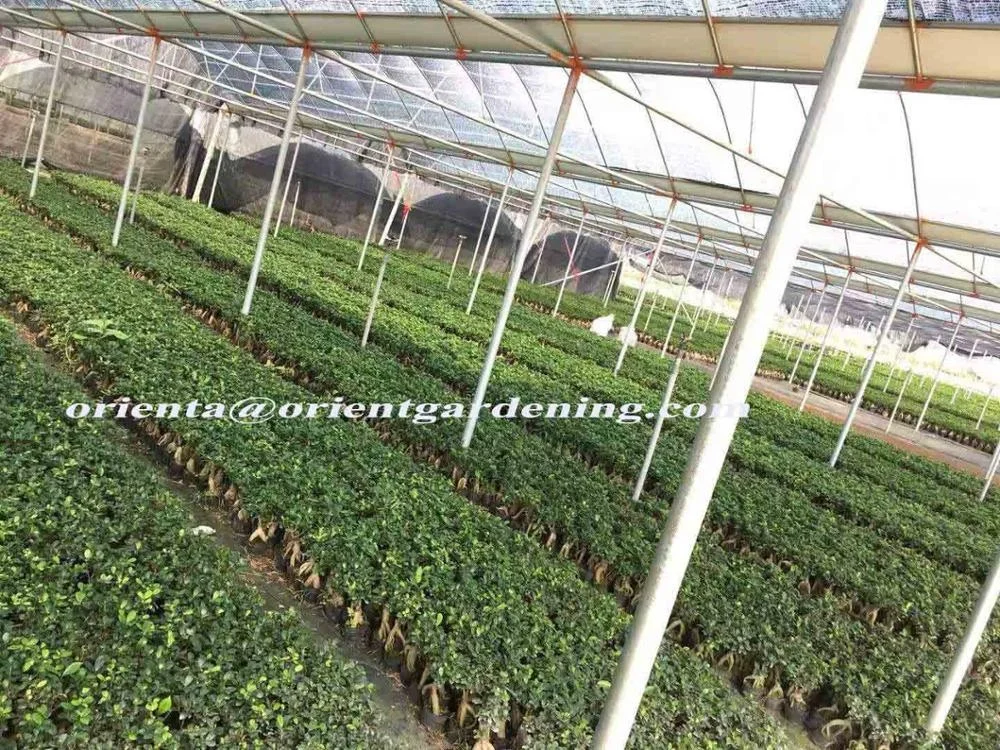 45cm bonsai tree indoor ficus ginseng microcarpa