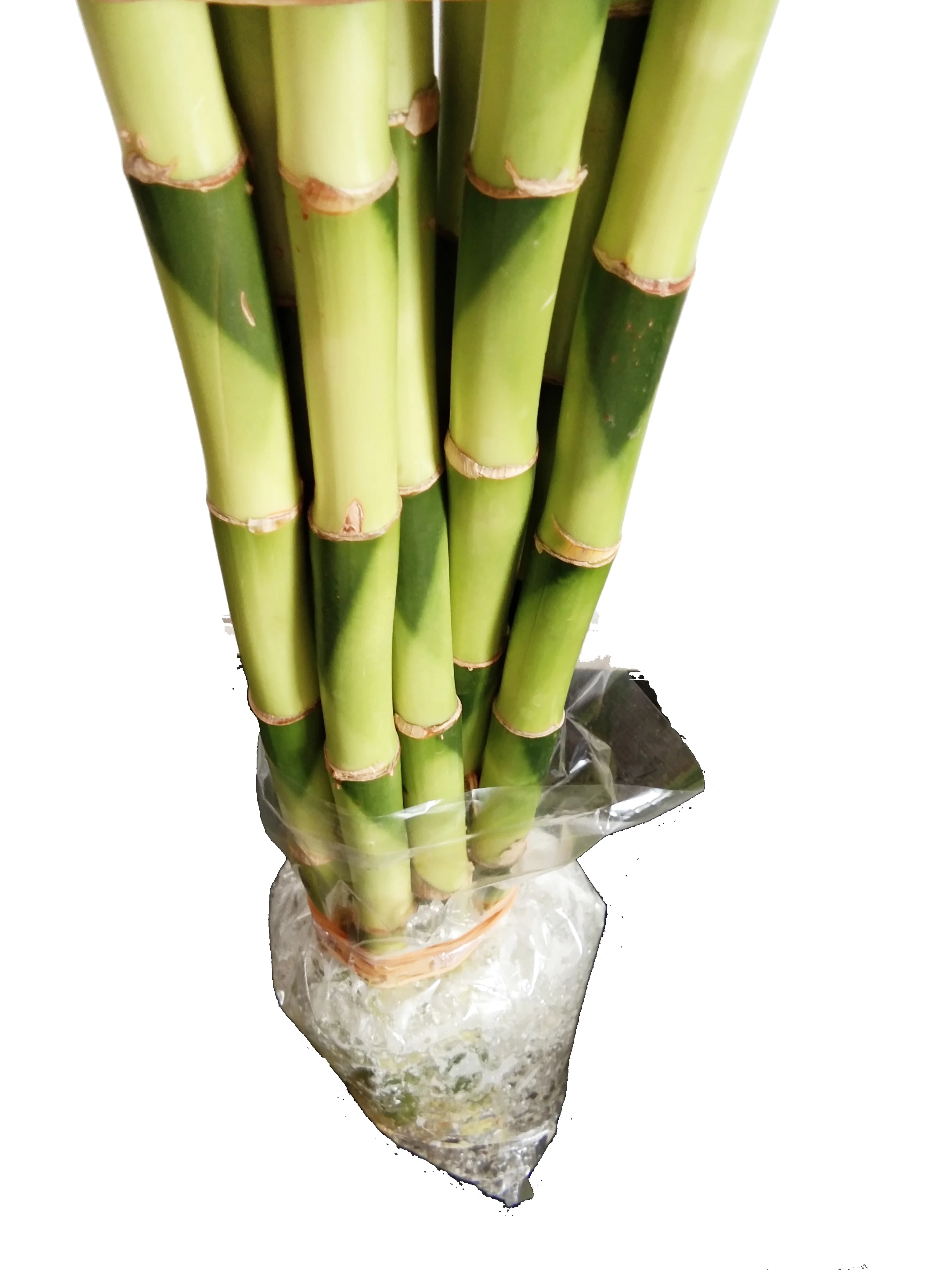 Artificial Spiral Lucky Bamboo Raw Single branch