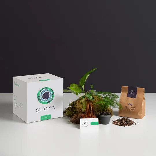 how to make moss Kokedama Kit with  Online Education kokedama plate gift for home garden lovers