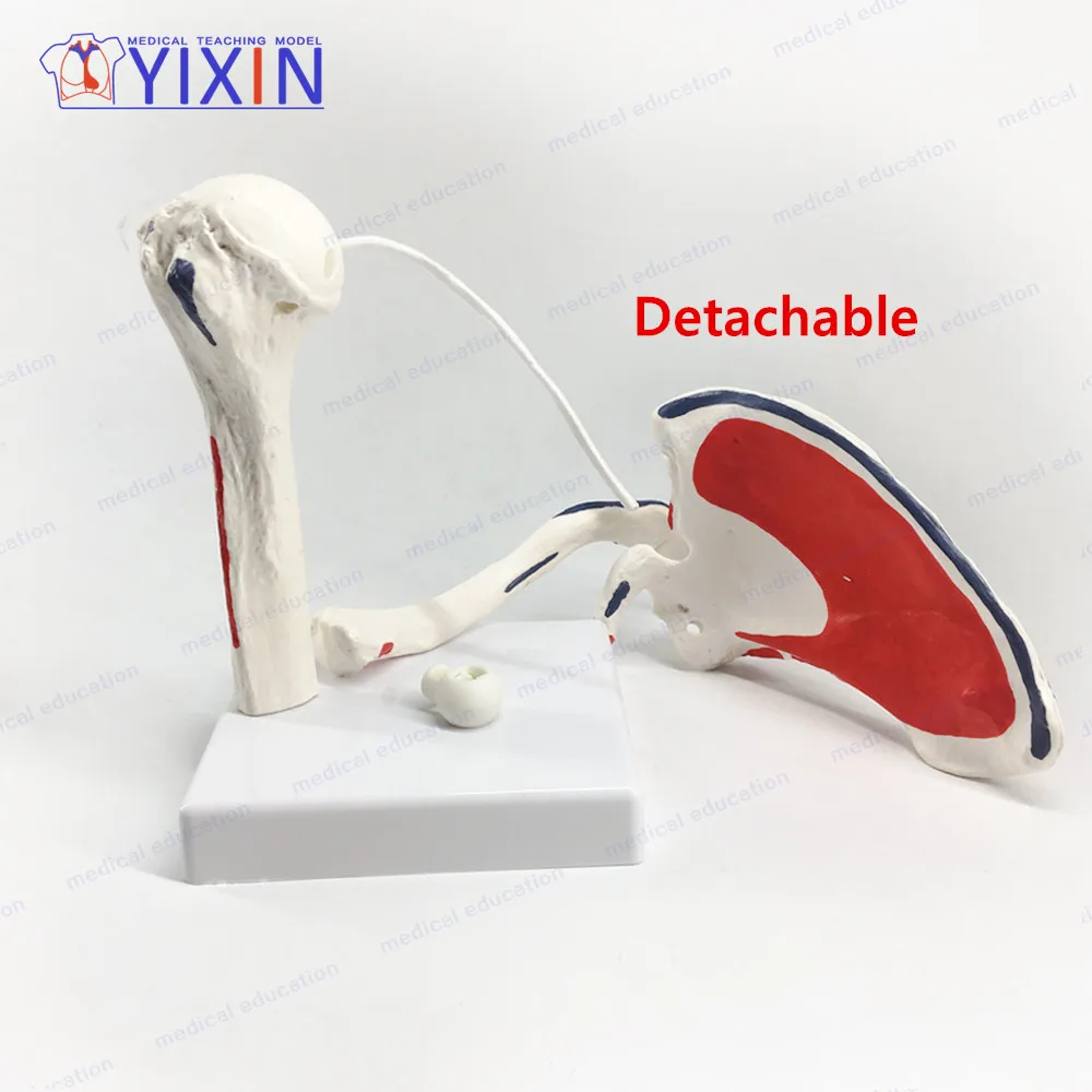
New Style Human Shoulder Blade Skeleton Model with Area Painted for Medical Teaching 