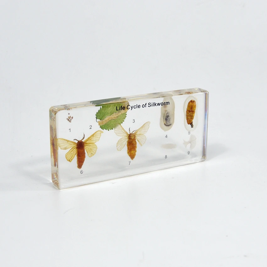 Life Cycle of Silkworm Factory Direct Real Animal Transparent Resin Specimen Resin Block for School Equipment