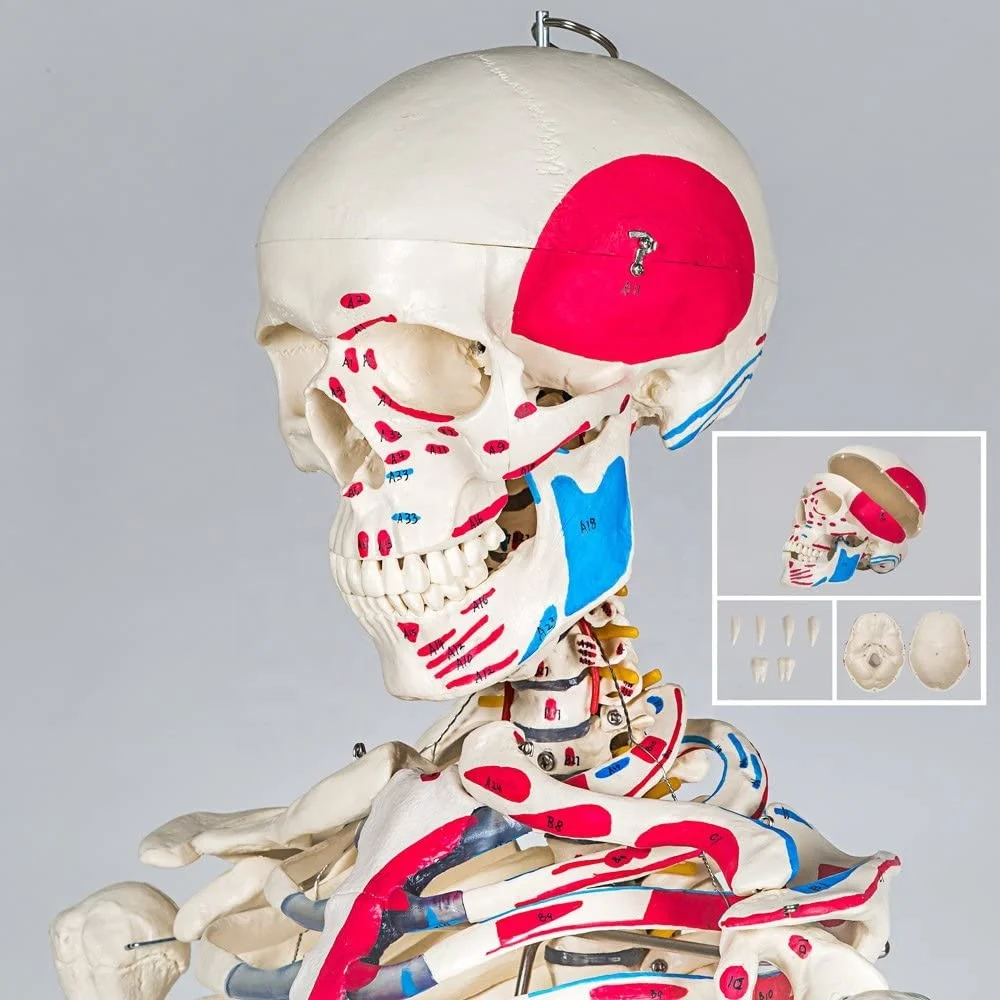 Medical Educational Anatomy Model  High Quality Human Life Size Skeleton Model