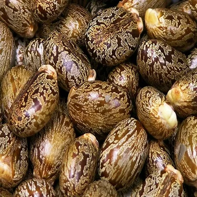 2095 Bi ma zi High Quality Castor Seeds for Making Oil